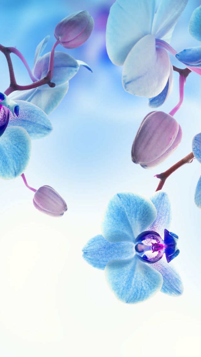 Orchid, 5k, 4k wallpaper, flowers, blue, white (vertical)