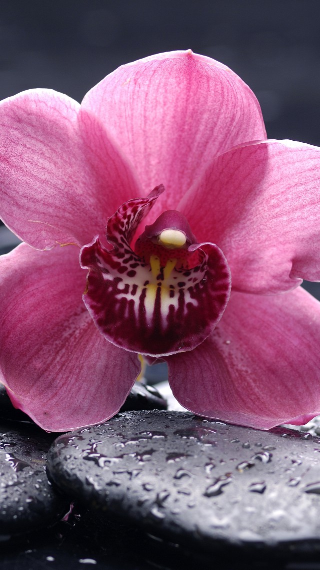 Orchid, 5k, 4k wallpaper, 8k, HD, flowers, drops, pink (vertical)