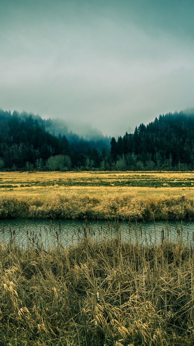 Oregon, 5k, 4k wallpaper, 8k, sky, river, fog, forest, pines (vertical)