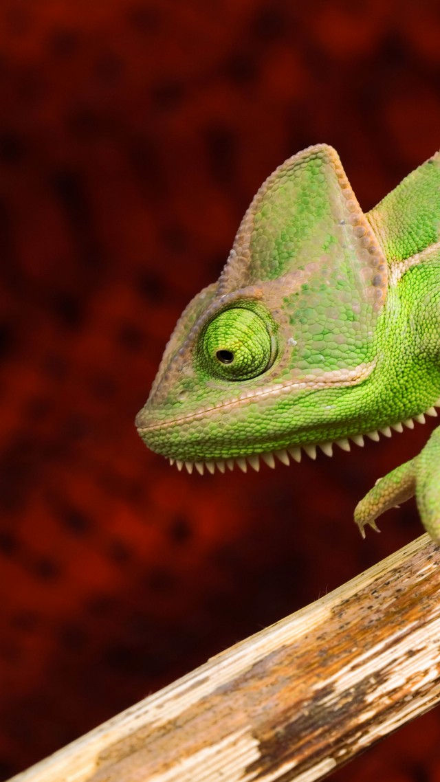 Chameleon, lizard, green (vertical)