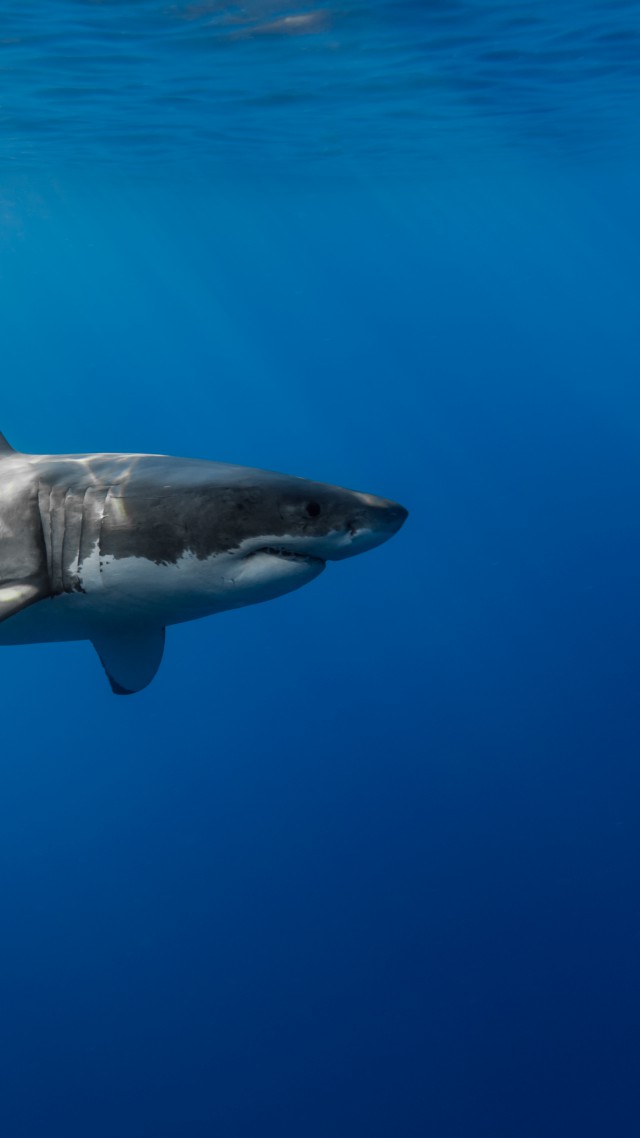 Shark, underwater (vertical)