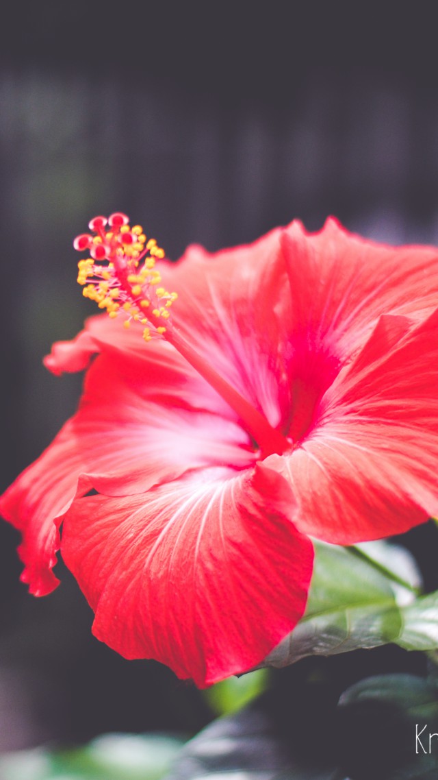 Red Hibiscus Flower in Bloom  Free Stock Photo