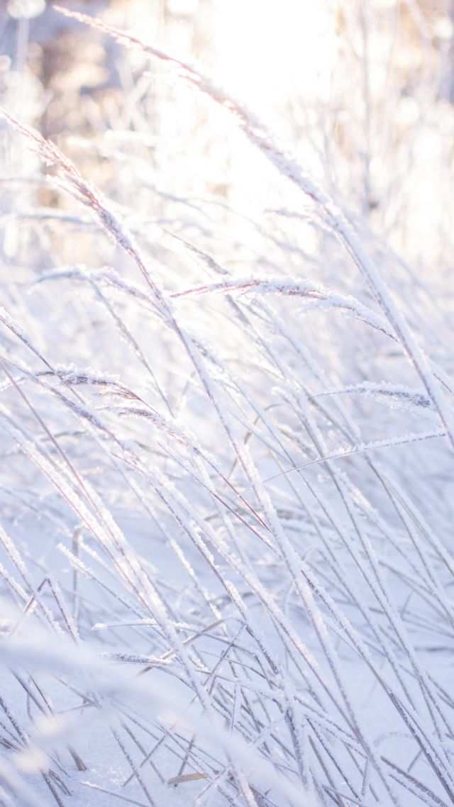Meadows, 5k, 4k wallpaper, 8k, snow, frost, grass (vertical)
