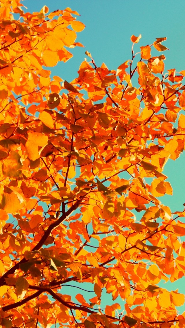 Tree, 5k, 4k wallpaper, sky, autumn, yellow, leaves (vertical)