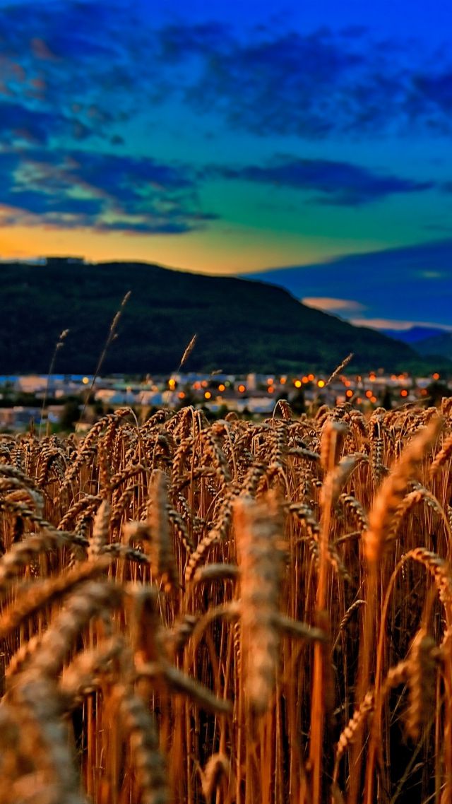 Wheat, 4k, 5k wallpaper, field, sunset, clouds, hills (vertical)