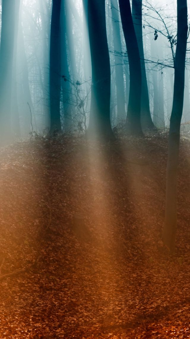 Forest, 4k, 5k wallpaper, trees, sunlight, fog, autumn (vertical)