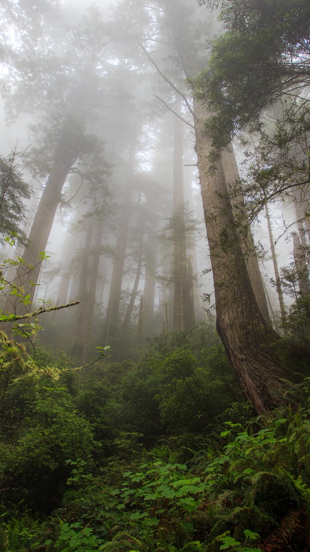 fog, 4k, HD wallpaper, forest, green, plants (vertical)