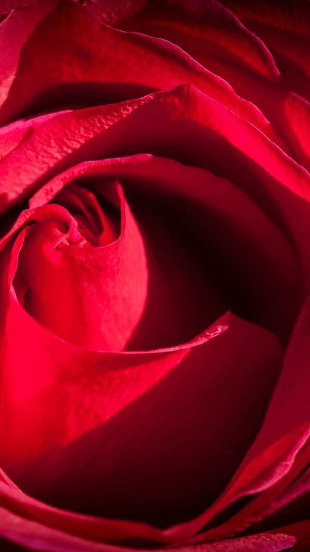 Rose, 4k, 5k wallpaper, red, macro, flowers (vertical)
