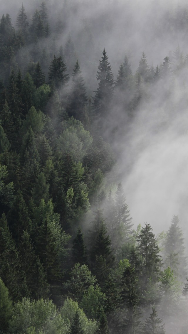 Austria, 4k, 5k wallpaper, 8k, forest, fog, mist, pines (vertical)