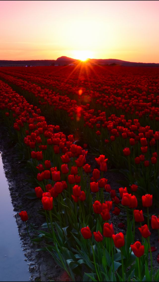 Skagit Valley, 4k, 5k wallpaper, 8k, Washington, USA, Tulip Fields, Sunset, travel, tourism, flowers (vertical)