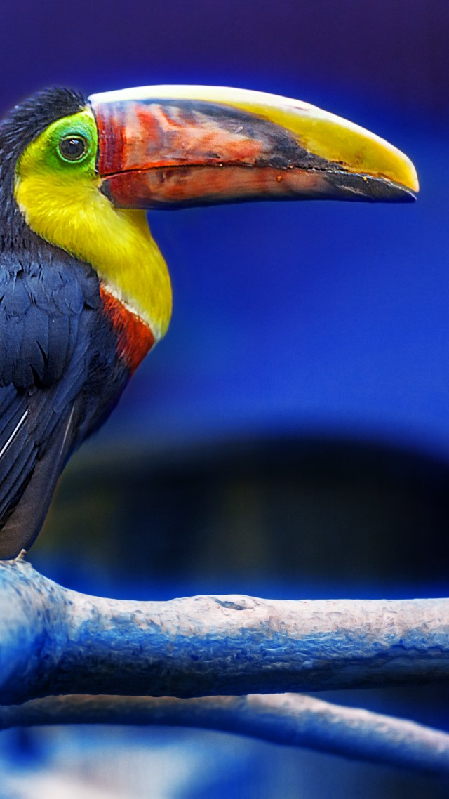 Toucan, bird, cute animals (vertical)