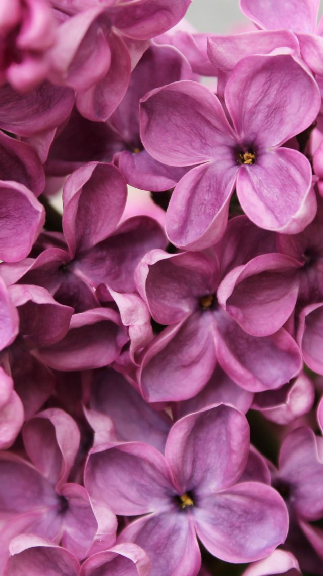 Lilac, 4k, 5k wallpaper, flowers, purple, macro (vertical)