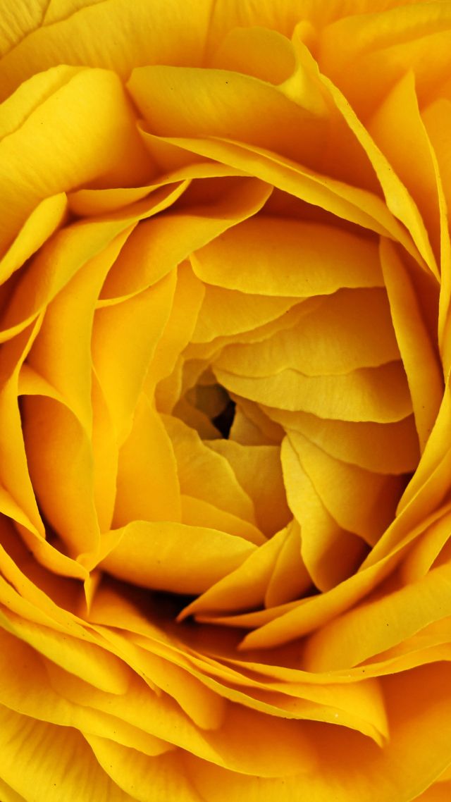 Rose, 4k, 5k wallpaper, flowers, yellow, macro (vertical)