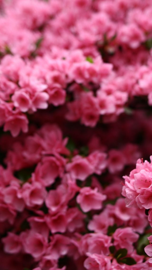 Flowers, 5k, 4k wallpaper, pink, spring (vertical)