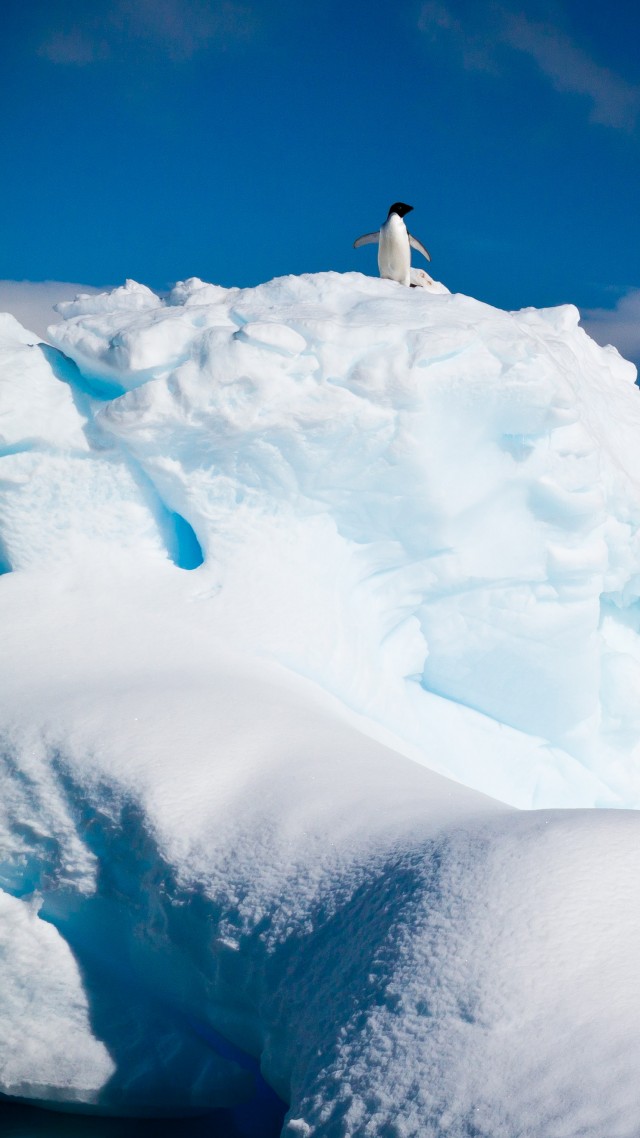 Antarctica, penguin, iceberg, snow (vertical)