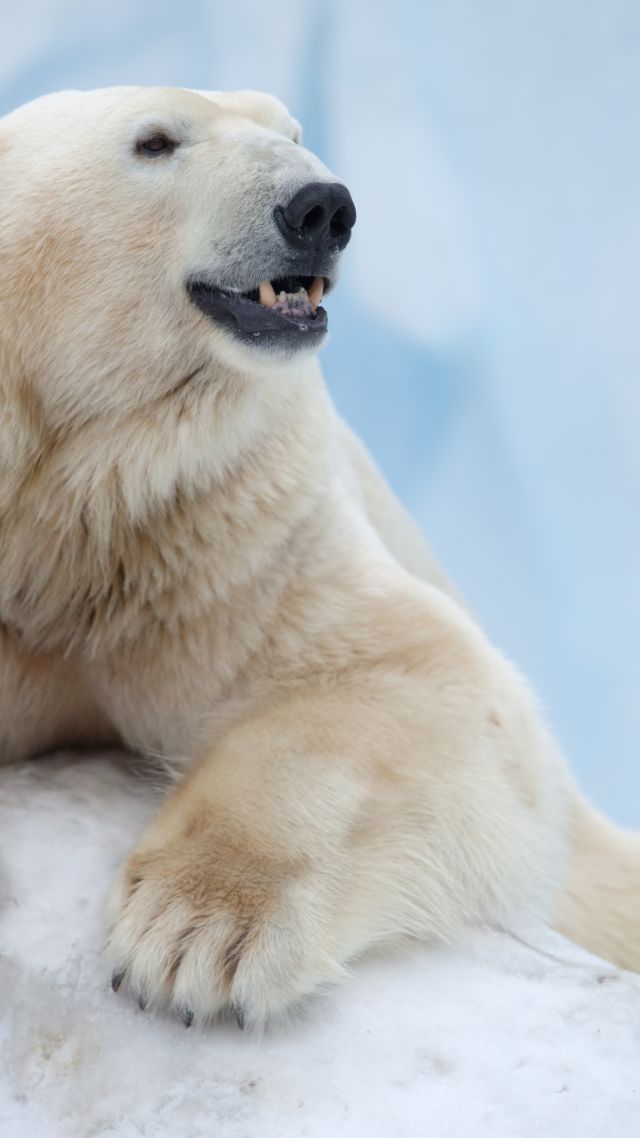 Polar Bear, Antarctica, bear (vertical)