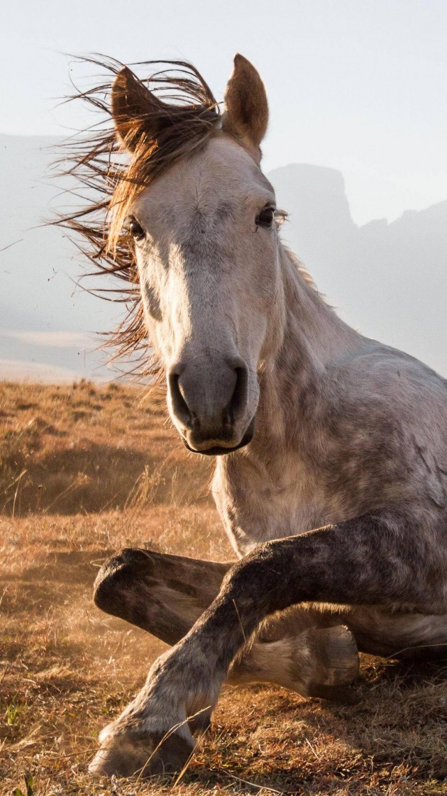 Horse, Sehlabathebe National Park, Lesotho, National Geographic Traveler Photo Contest (vertical)