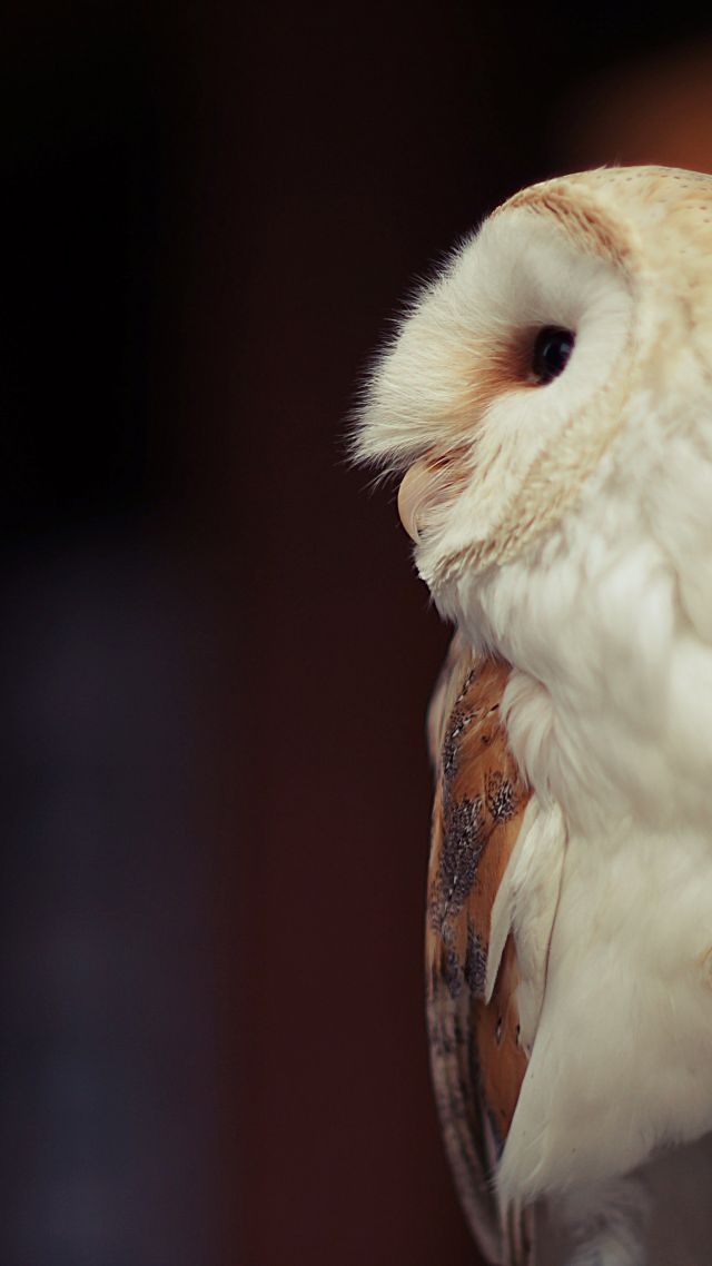 Owl, cute animals (vertical)