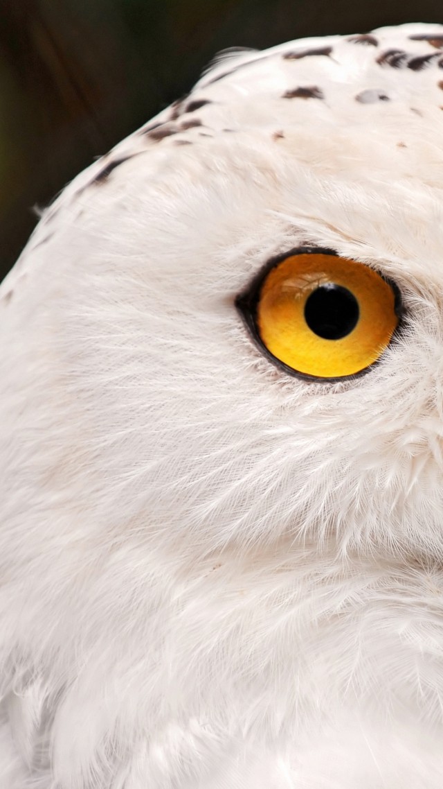 snowy owl, yellow eyes, portrait, wild nature (vertical)