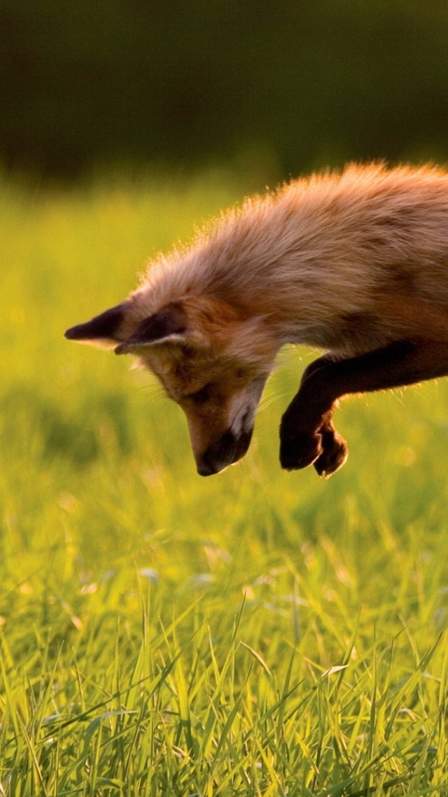 Red Fox, green grass, jumping, sunny day, wild nature (vertical)