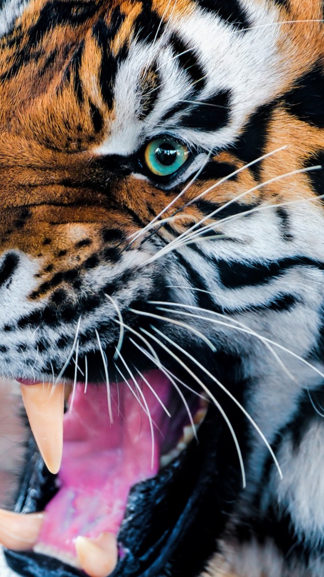 Tiger, snarling, eyes, fur (vertical)
