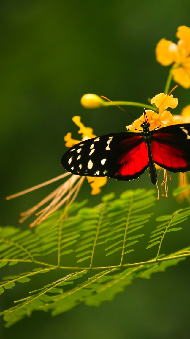 Beautiful Butterfly, red wings, green background, wild nature, yellow flowers, insects (vertical)