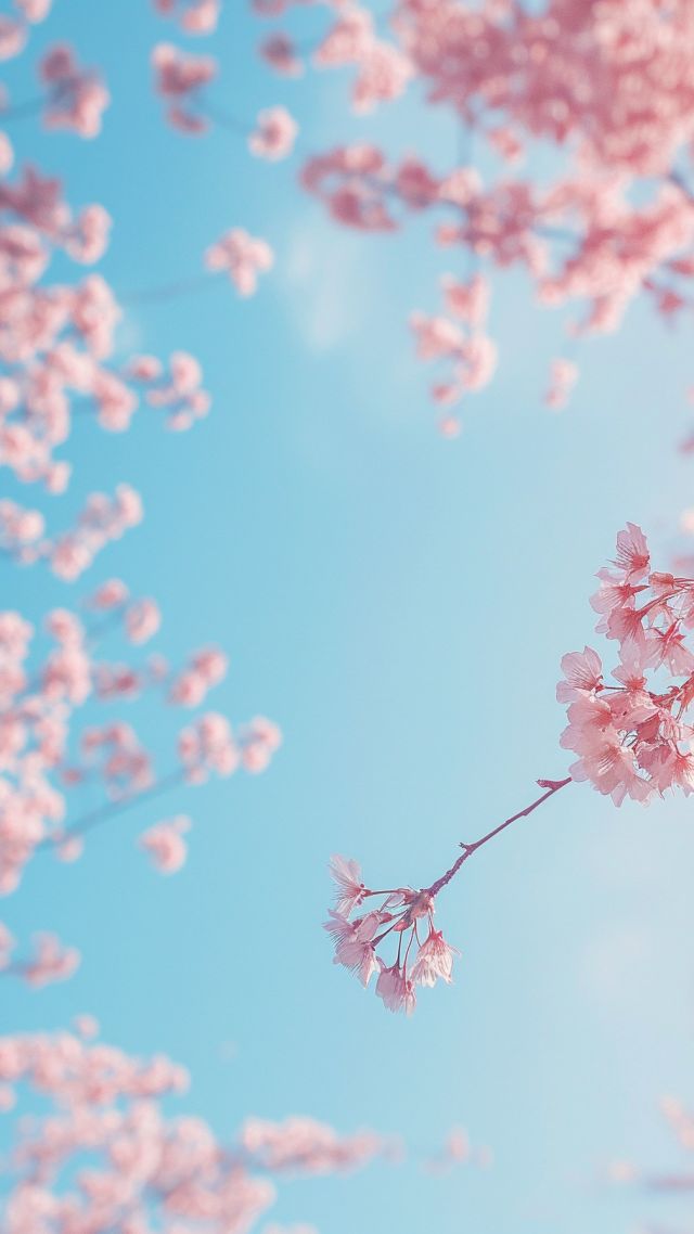 trees, 4k, 5k wallpaper, sakura, spring (vertical)