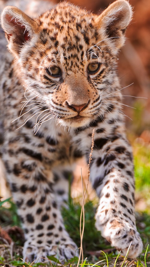 Jaguar, wild nature, cute, animal (vertical)