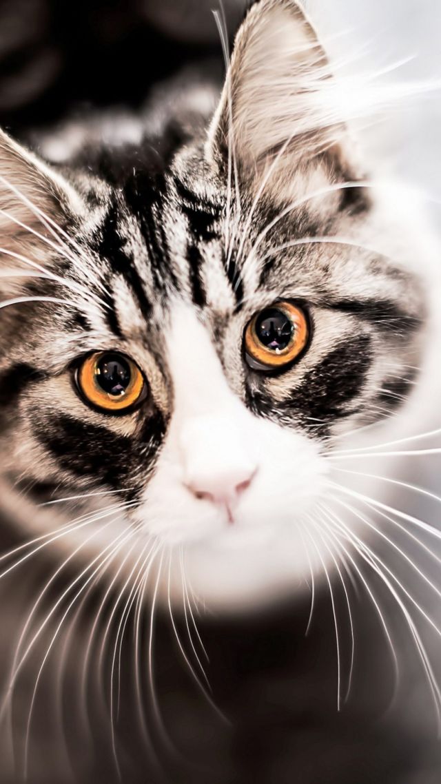 Kitty, kitten, cat, eyes, cute, gray (vertical)