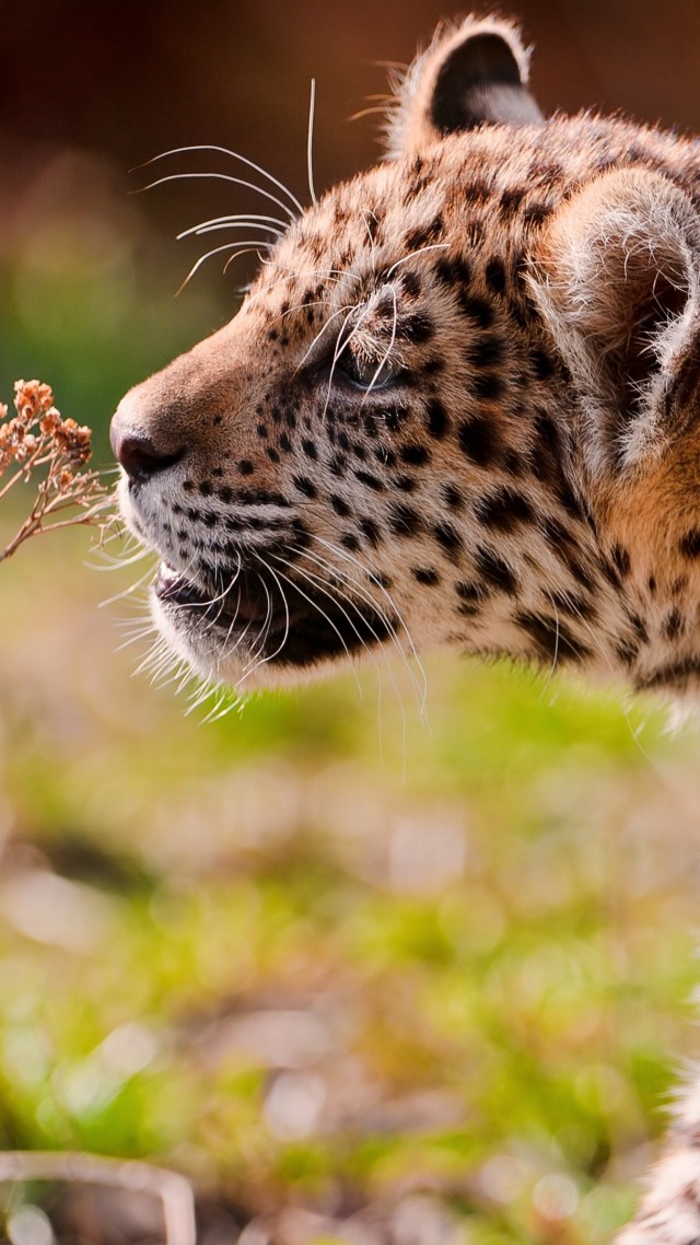 Leopard, cub, eyes, grass, walk (vertical)