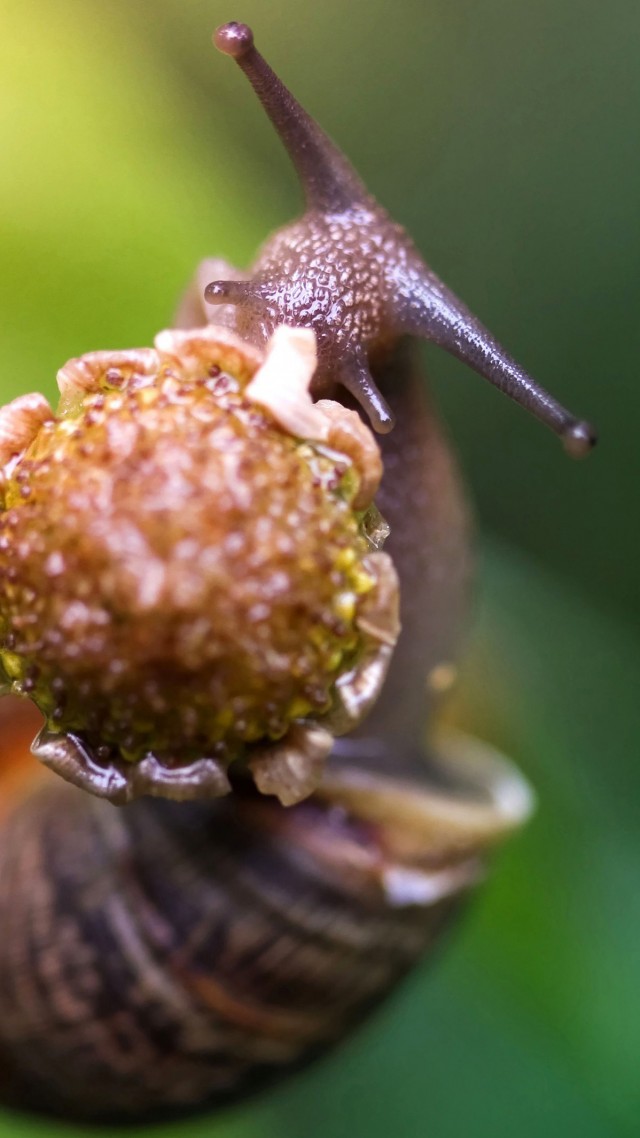 snail, eating flower, green background, nature (vertical)