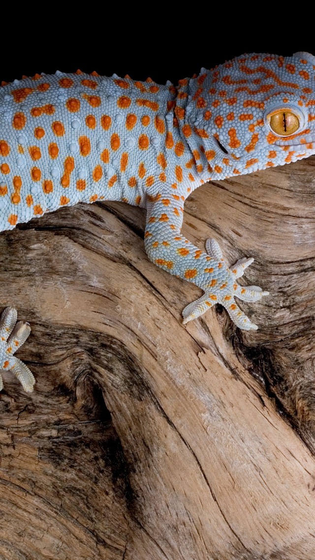Gecko, reptile, lizard (vertical)