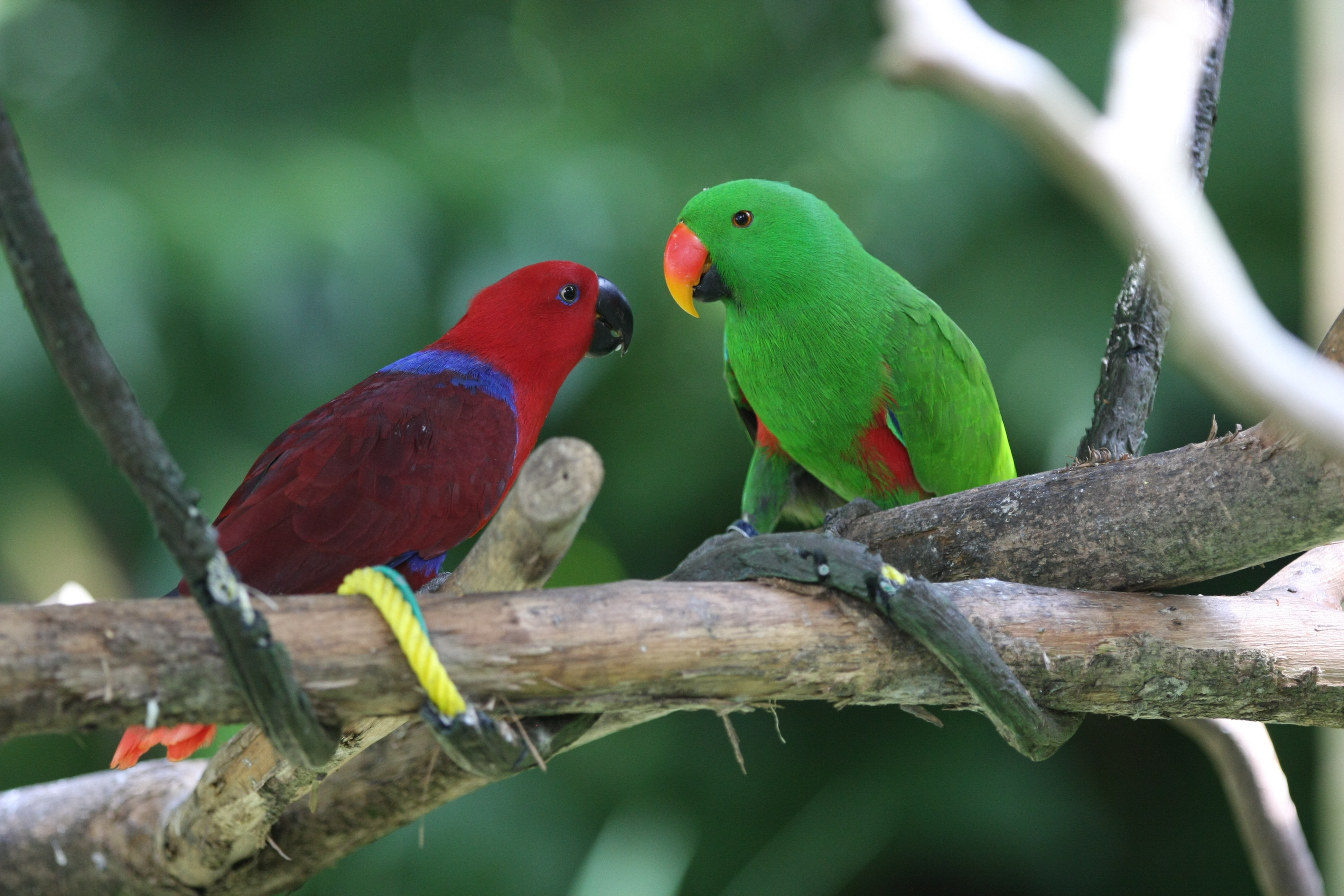 Wallpaper Amazon parrot, Antilles island, bird, green, red
