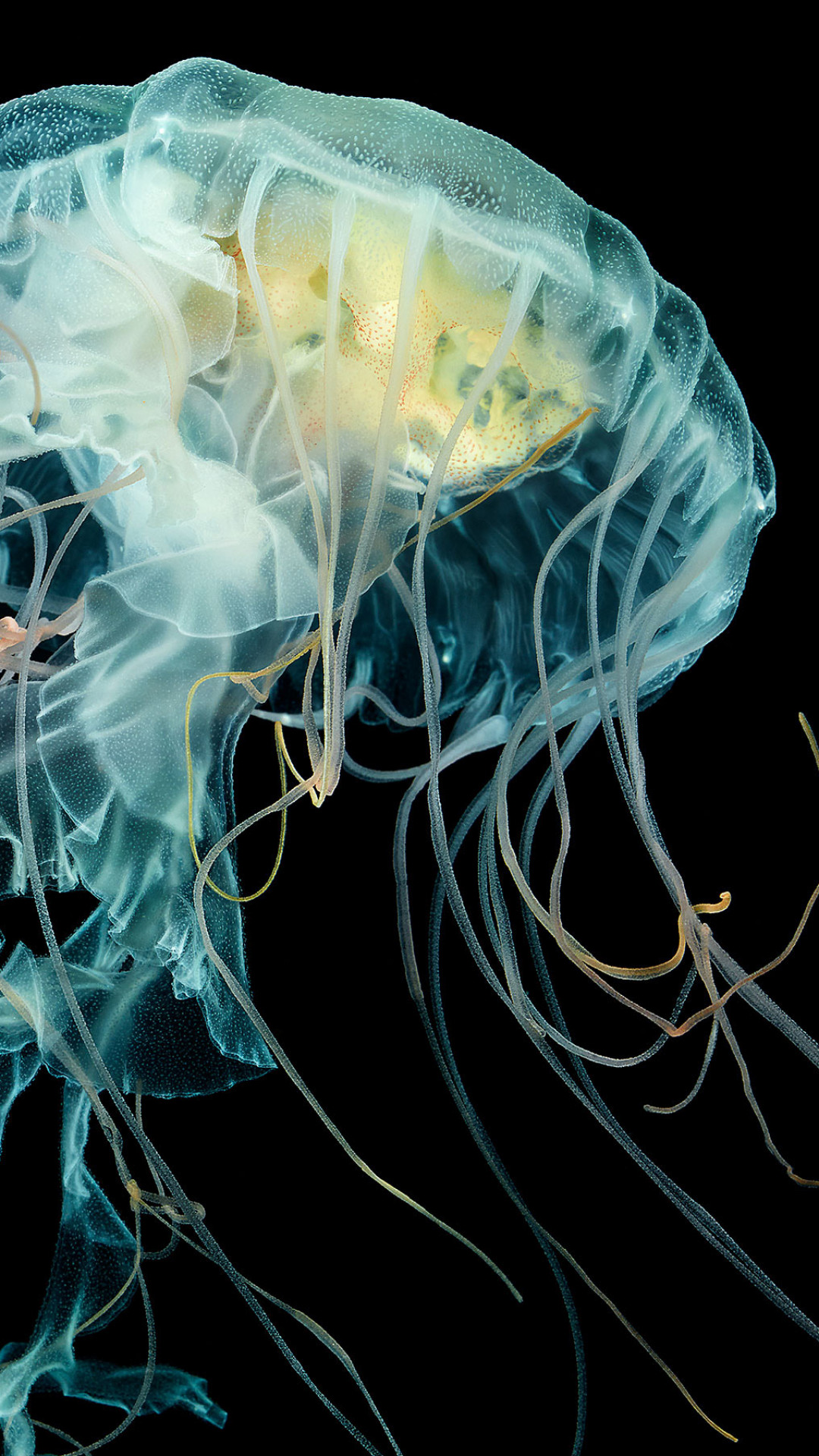 Wallpaper Apple Watch Wallpaper Jellyfish, 4k, HD wallpaper, Lion's mane  jellyfish, underwater, OS #4479