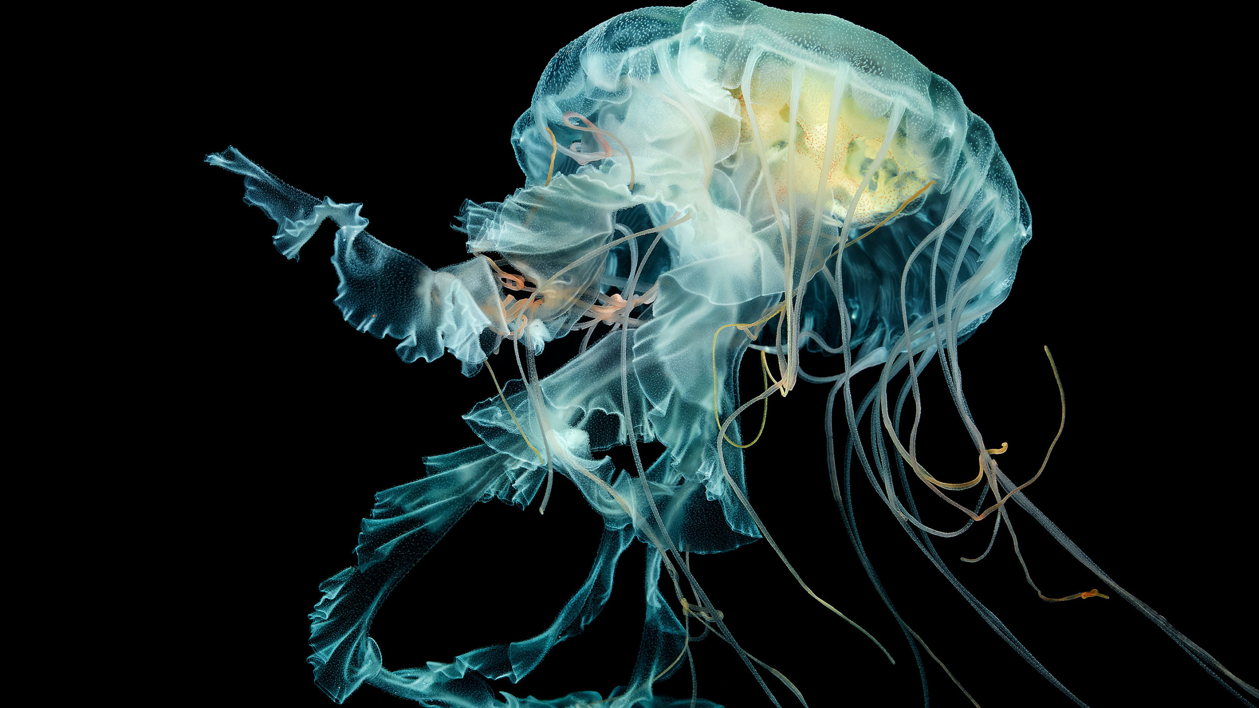 Discover more than 82 jellyfish wallpaper 4k - in.coedo.com.vn