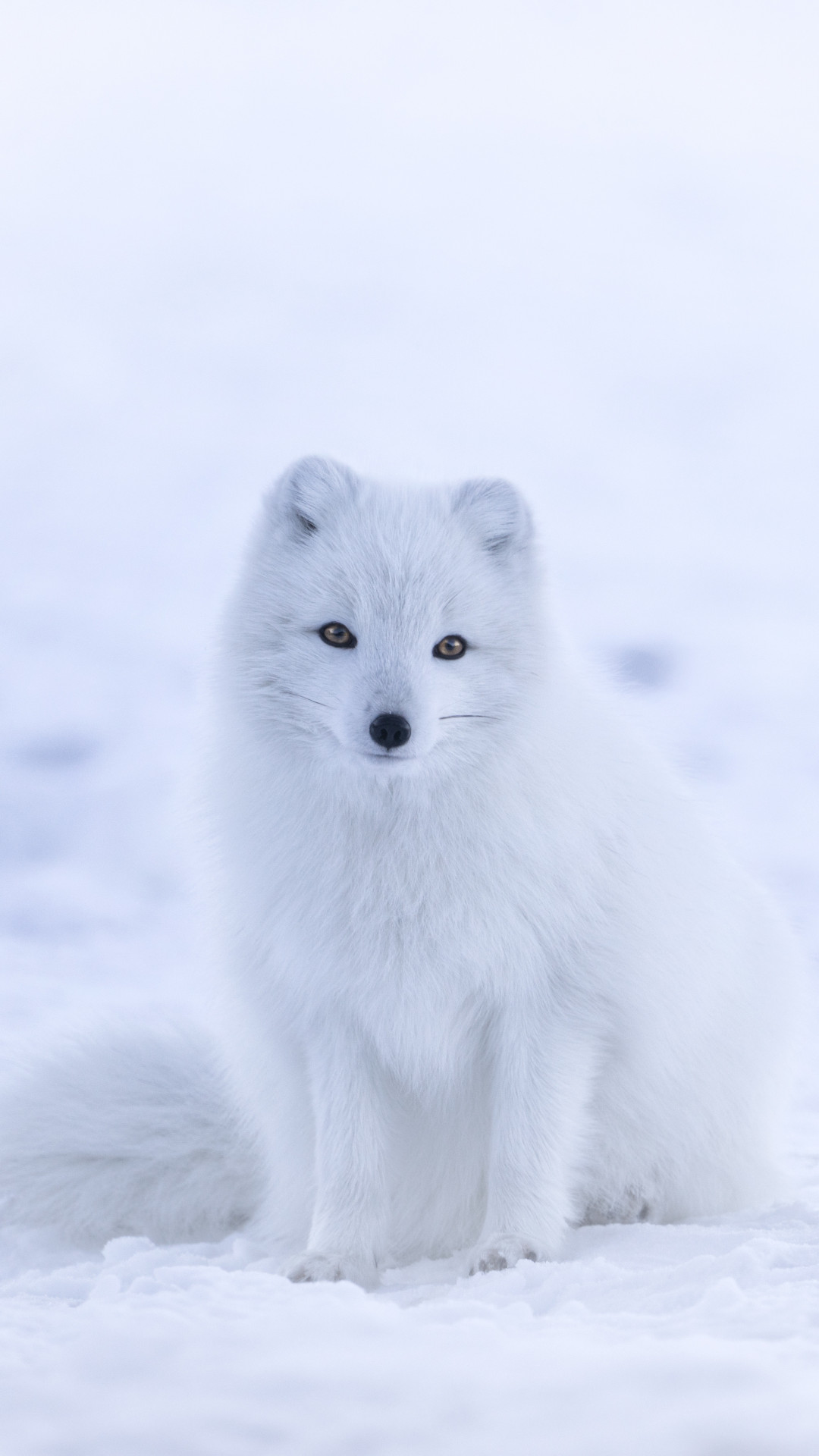 Art Arctic Fox Wallpaper