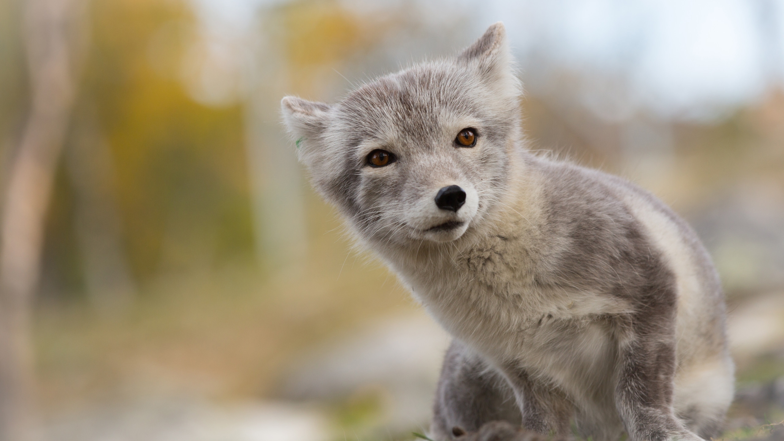 Wallpaper Arctic fox, Northern Hemisphere, animal, Animals #3858