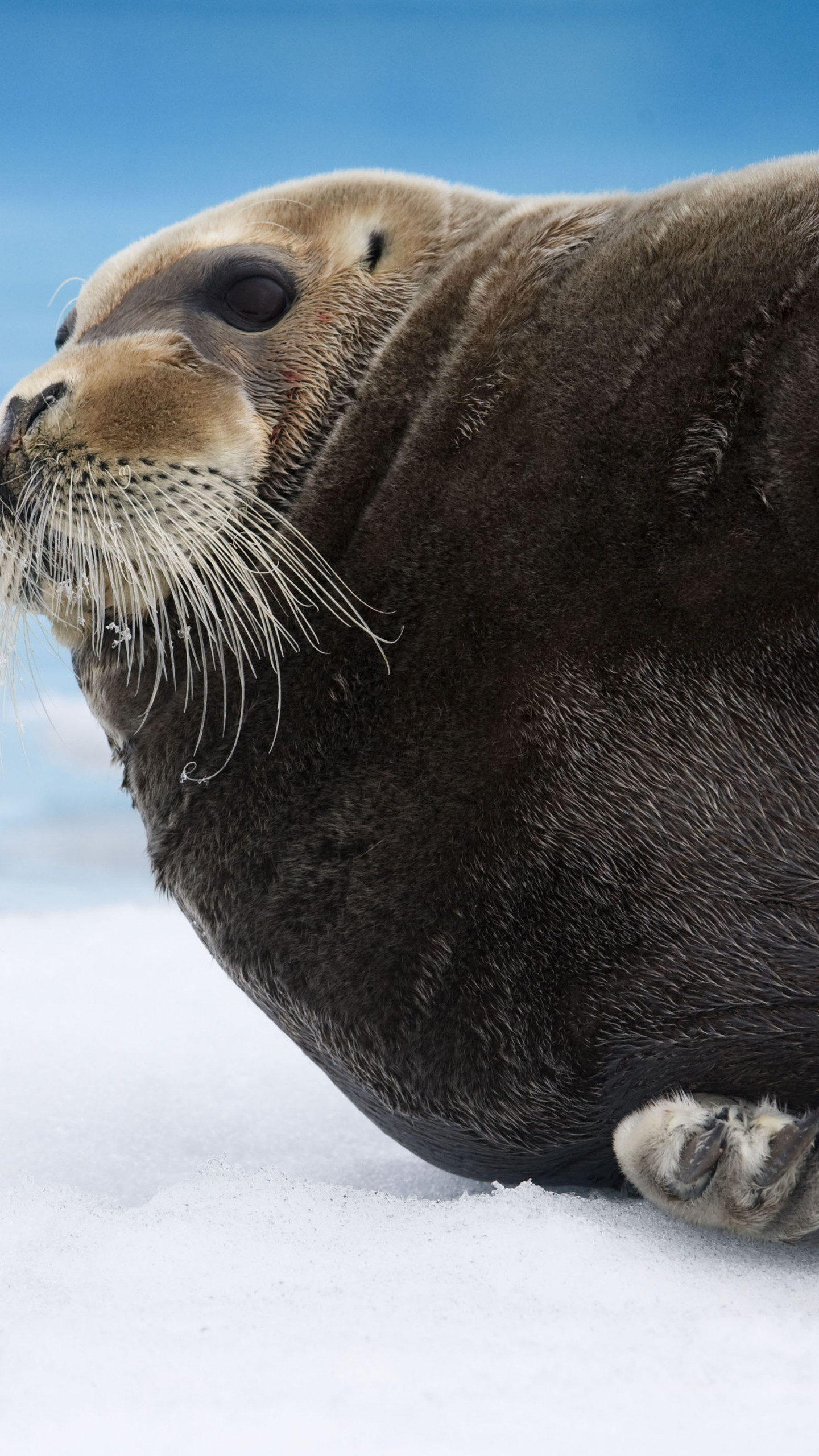 Wallpaper Bearded Seal, Arctic, Pacific, Ocean, Hudson Bay 
