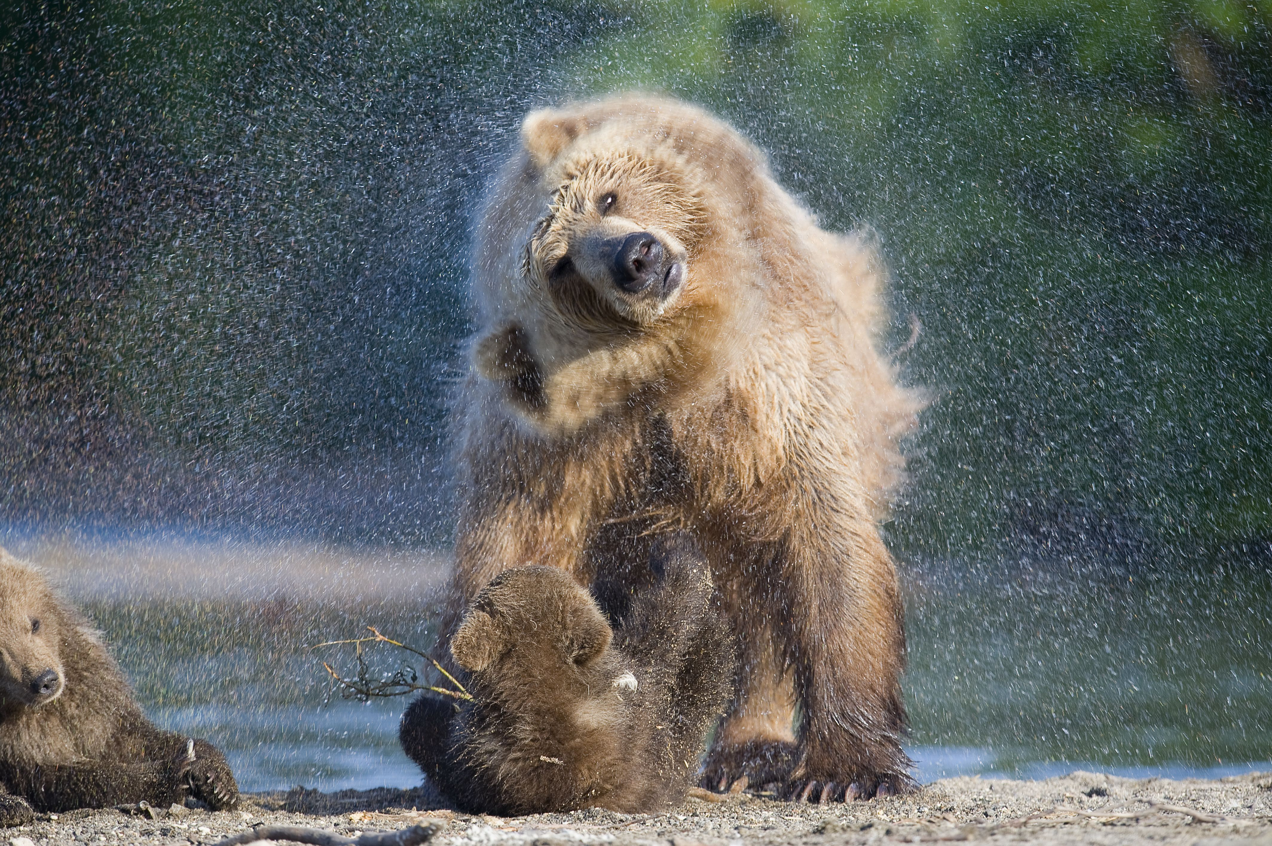 Wallpaper Bears, water, wash, National Geographics 