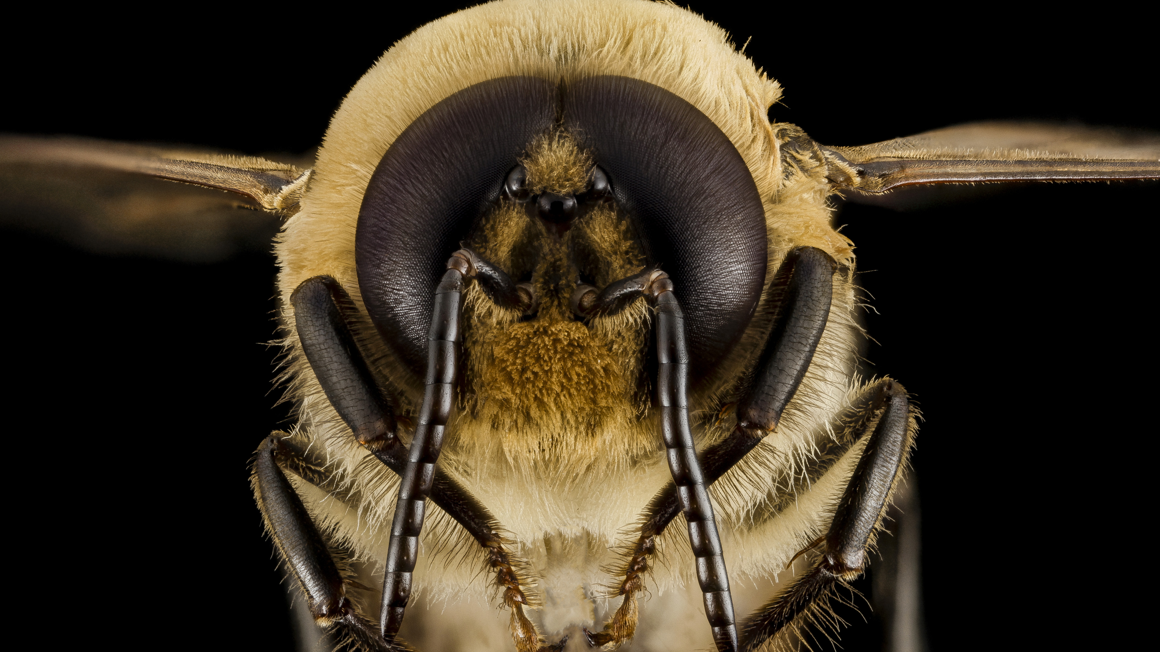 Wallpaper Bee, wasps, bumblebee, macro, insect, eyes, wings, black