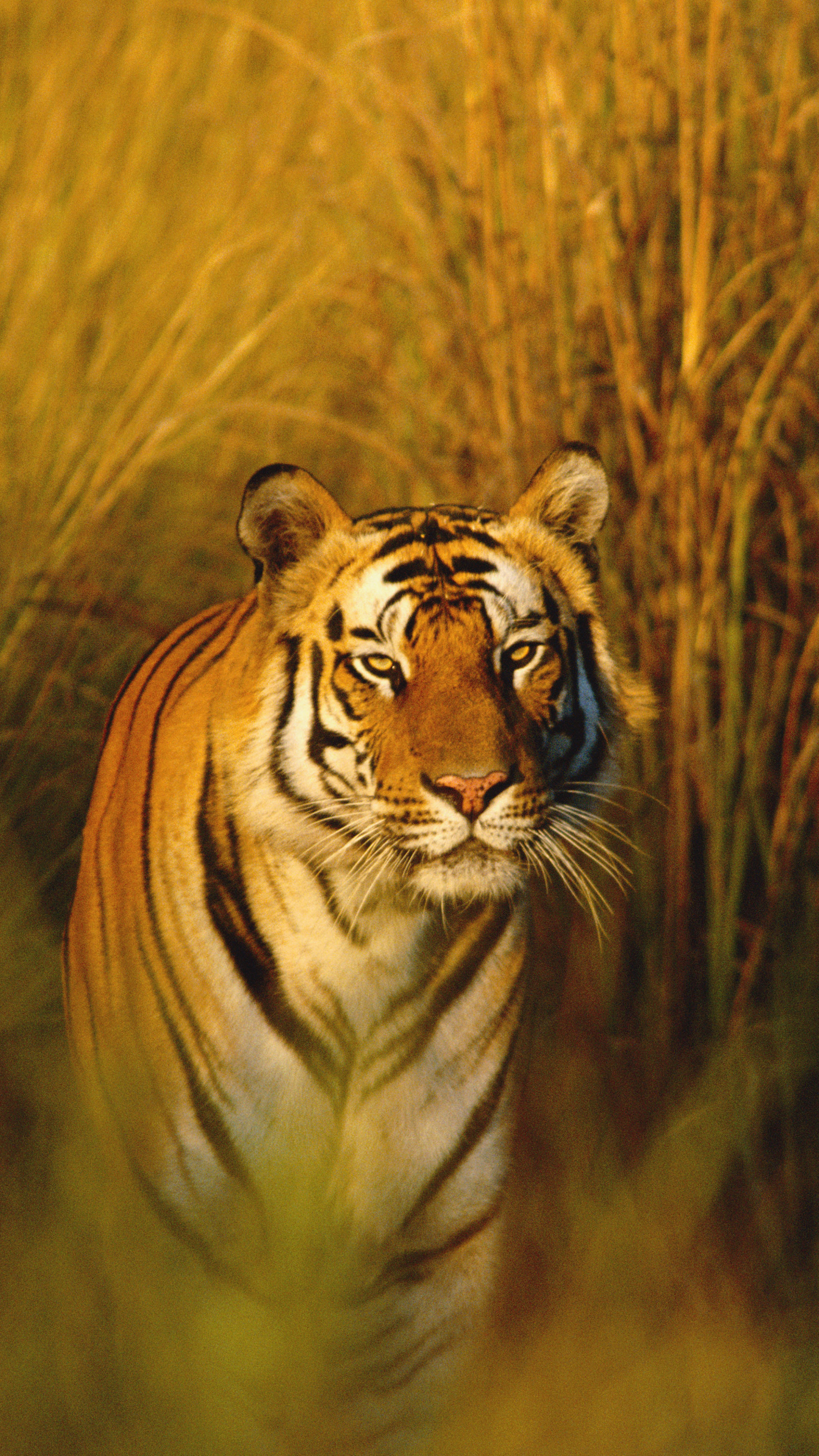 Wallpaper Bengal Tiger, National Geographic, tiger, hunter, predator,  Animals #4145
