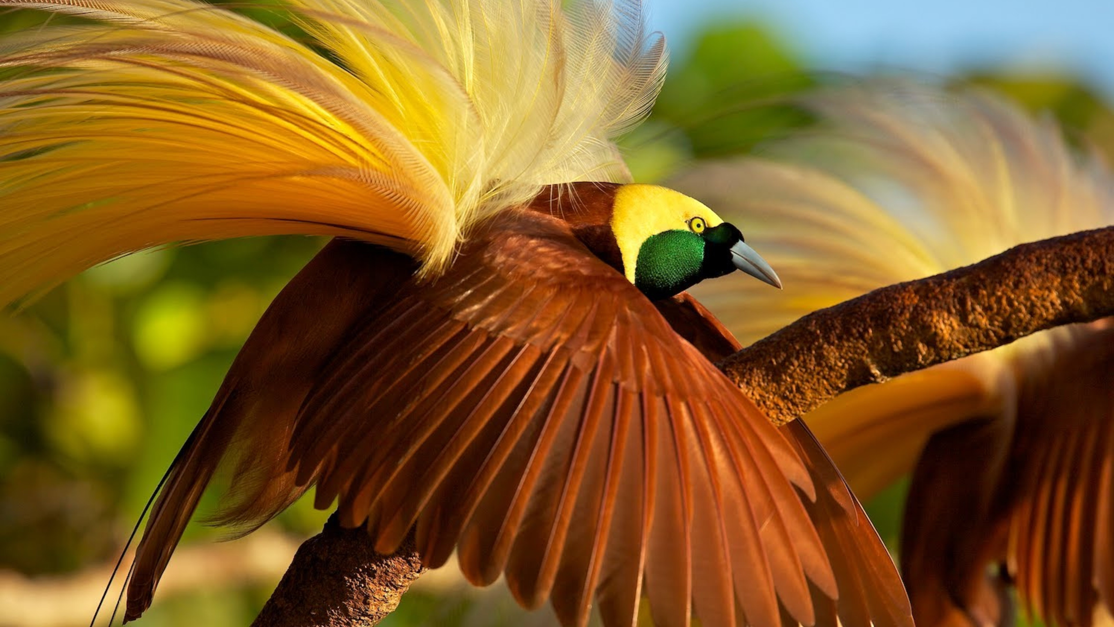 Wallpaper bird of paradise, bird, 4k, Animals 15002