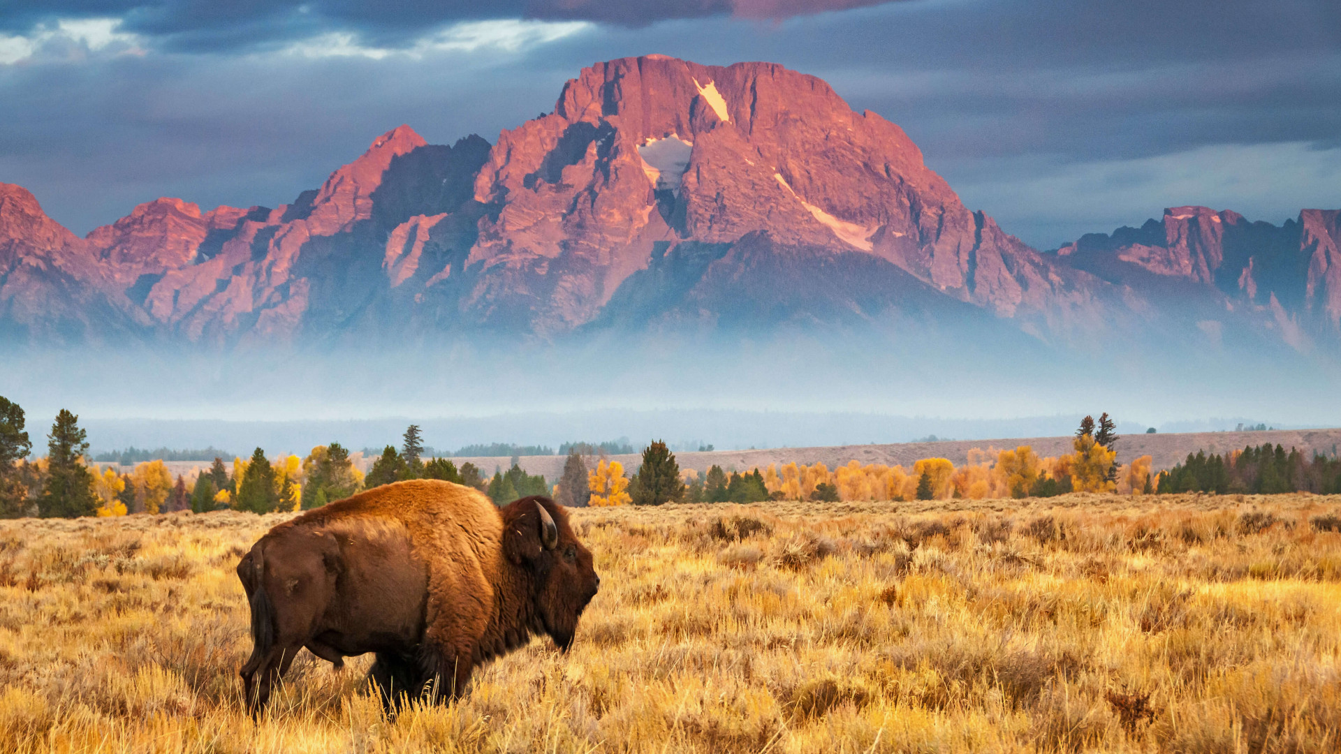 Wallpaper bison, Grand Teton National Park, Wyoming, USA, Bing
