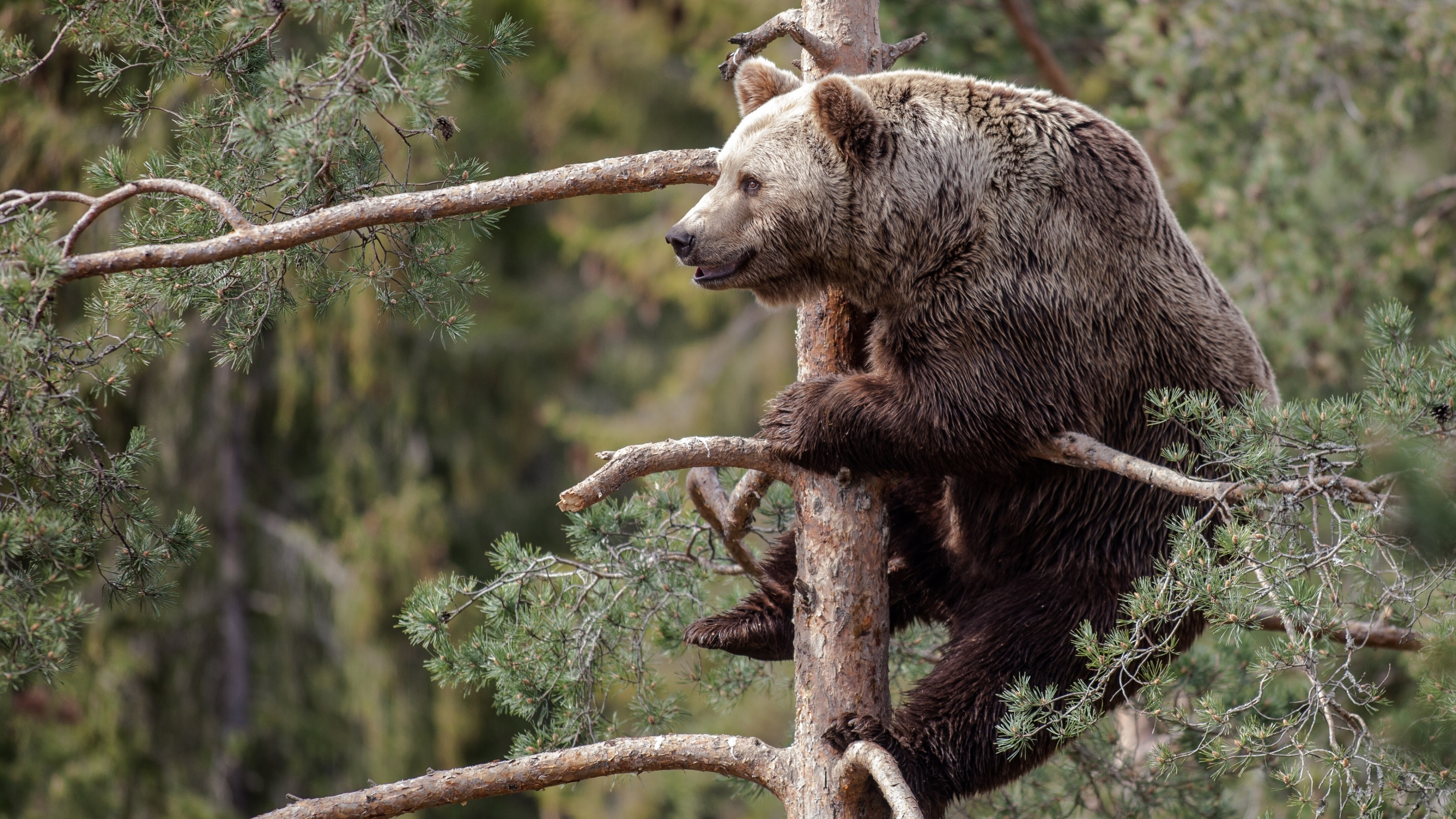 Wallpaper Brown bear, bear, cute animals, tree, Animals #4571