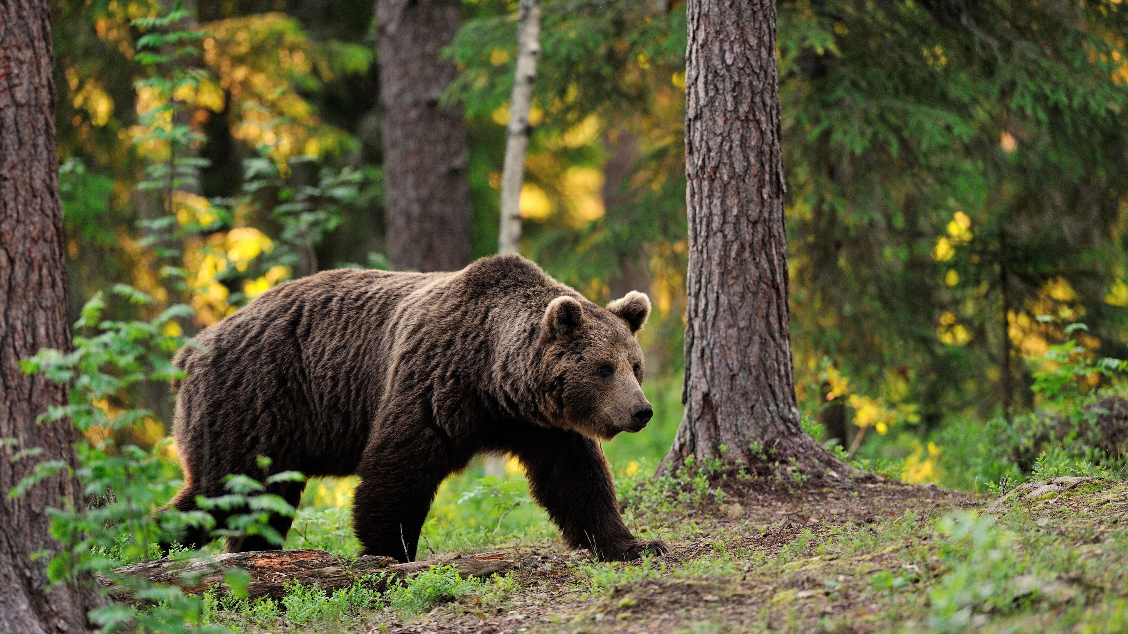 Wallpaper brown bear, bear, tread, step, walk, forest, trees, foliage