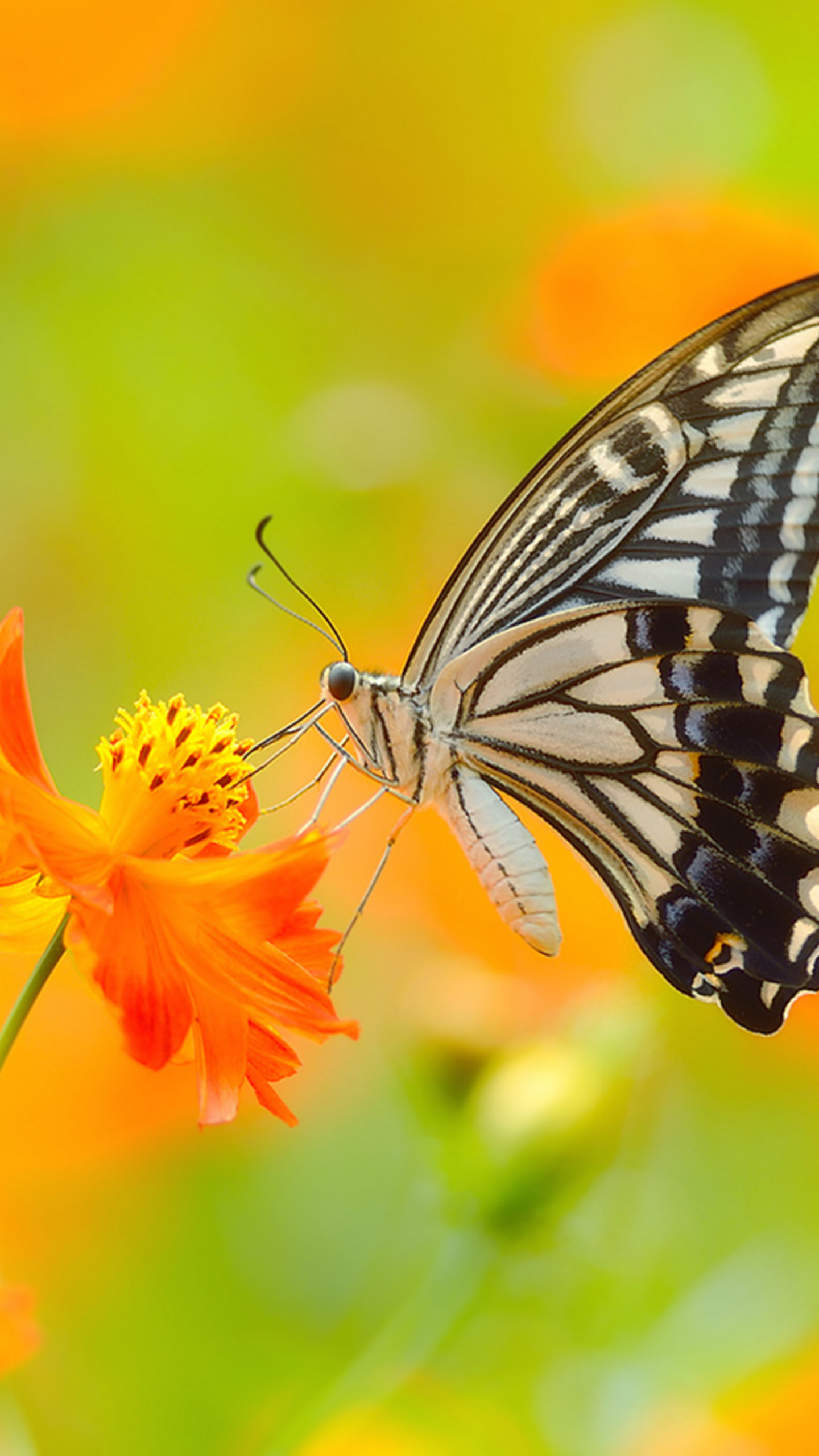 Wallpaper butterfly, 5k, 4k wallpaper, colorful, flowers, yellow, insects,  Animals #932