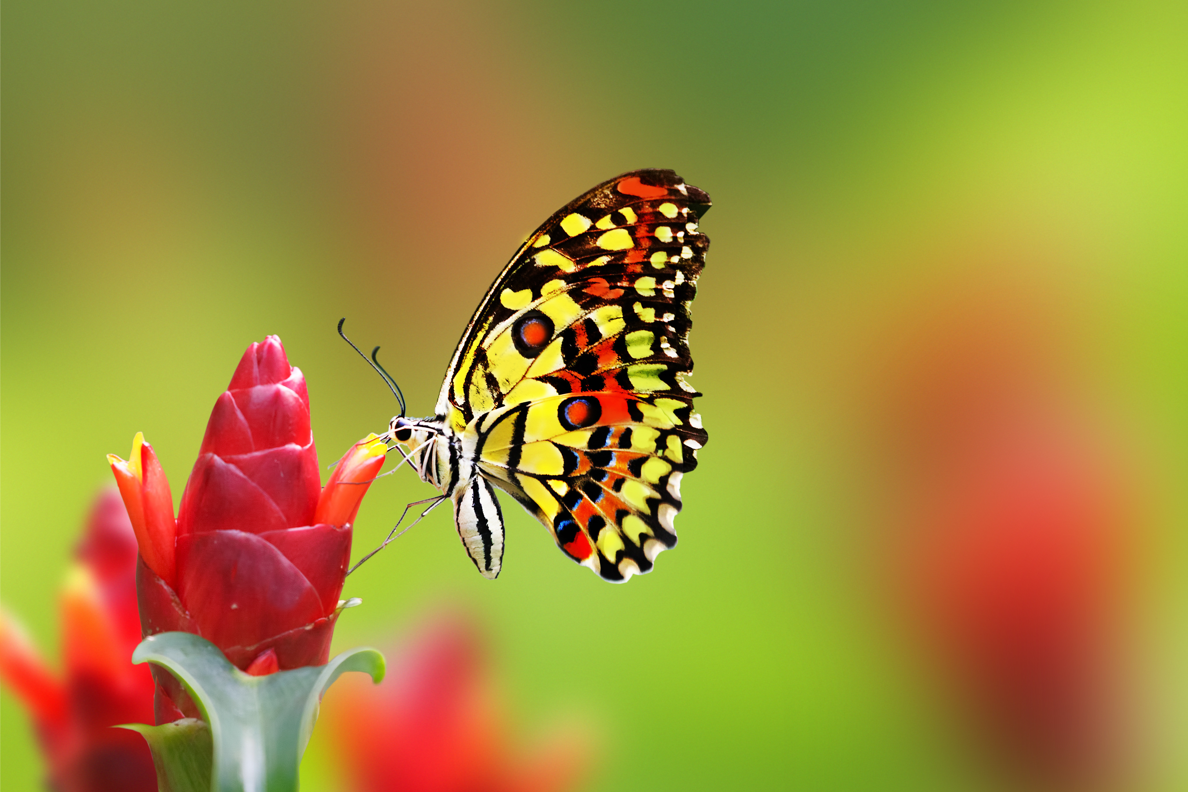 Wallpaper butterfly, flowers, 4k, Animals #14986