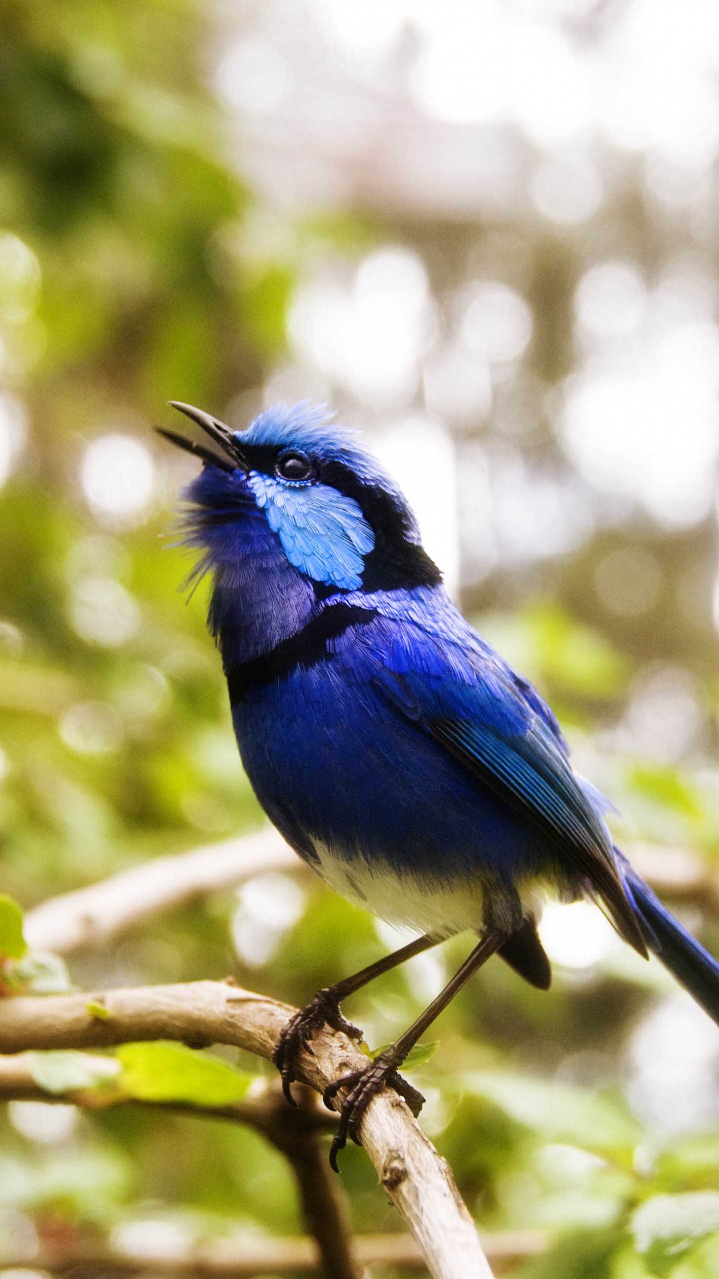 Wallpaper Cafe Poet, Australia, bird, blue, nature, green, animal, blue,  eyes, branch, Animals #1347