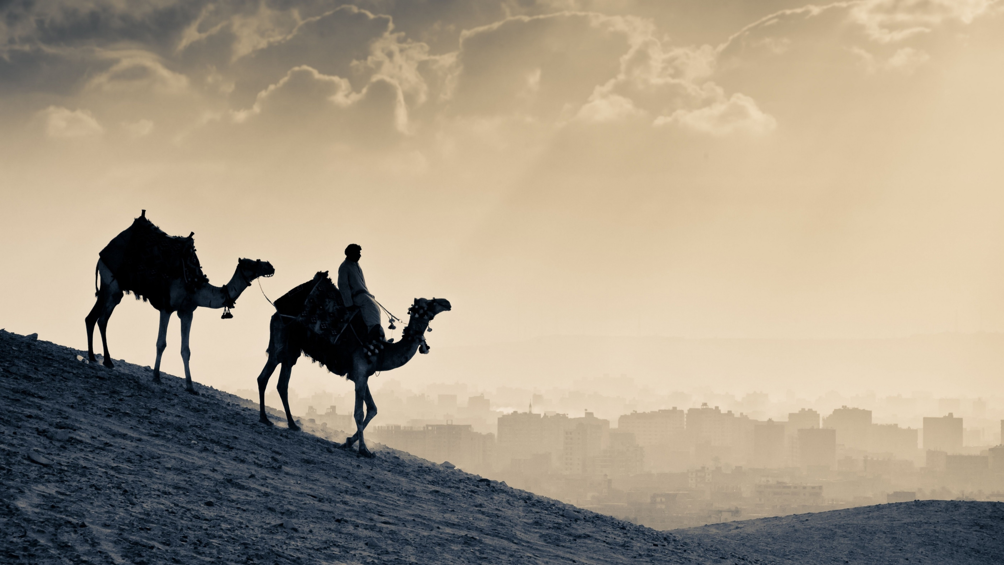 40 Camel HD Wallpapers and Backgrounds