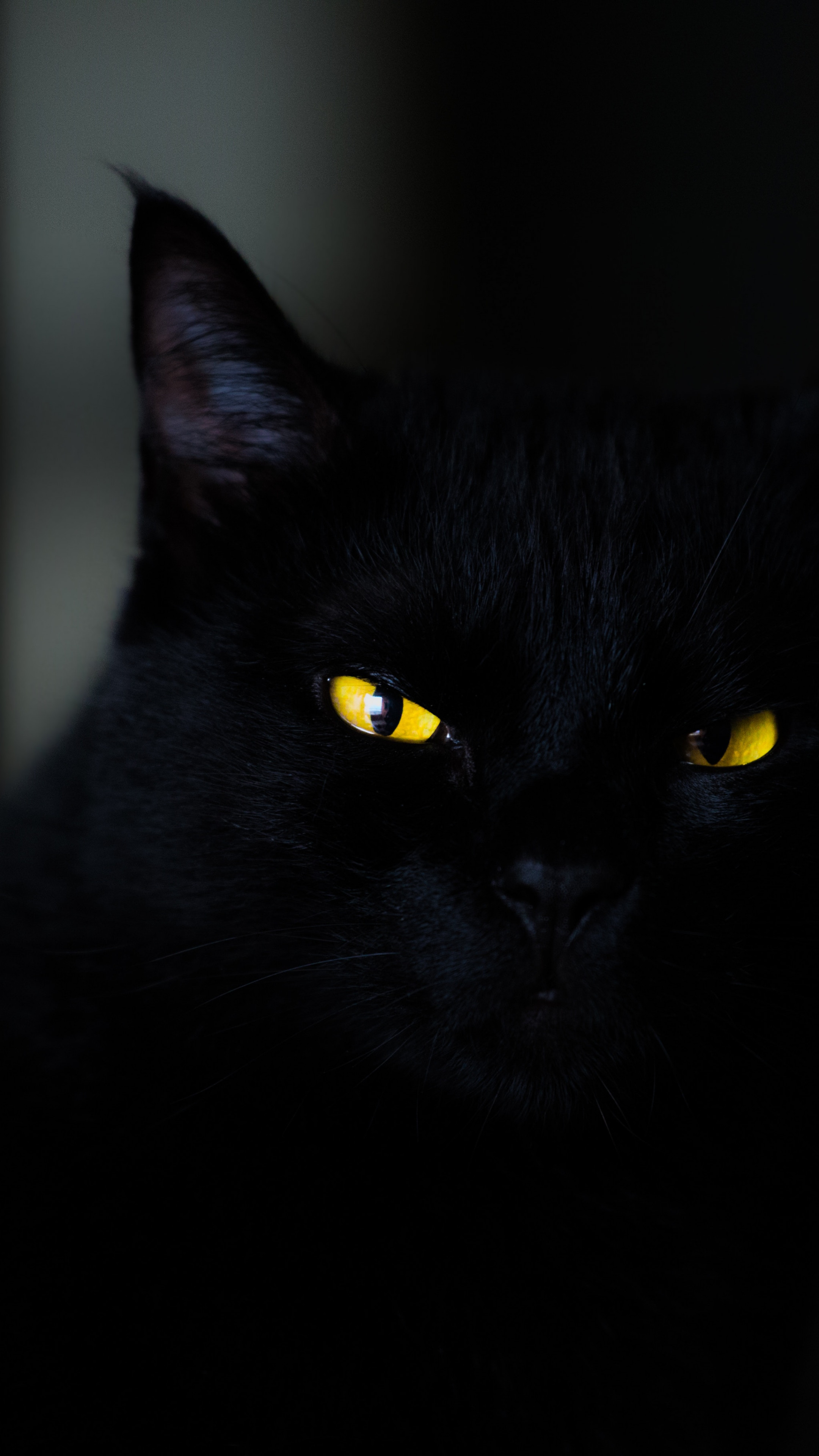 Wallpaper cat, black, yellow, eyes, 4K, Animals #19934